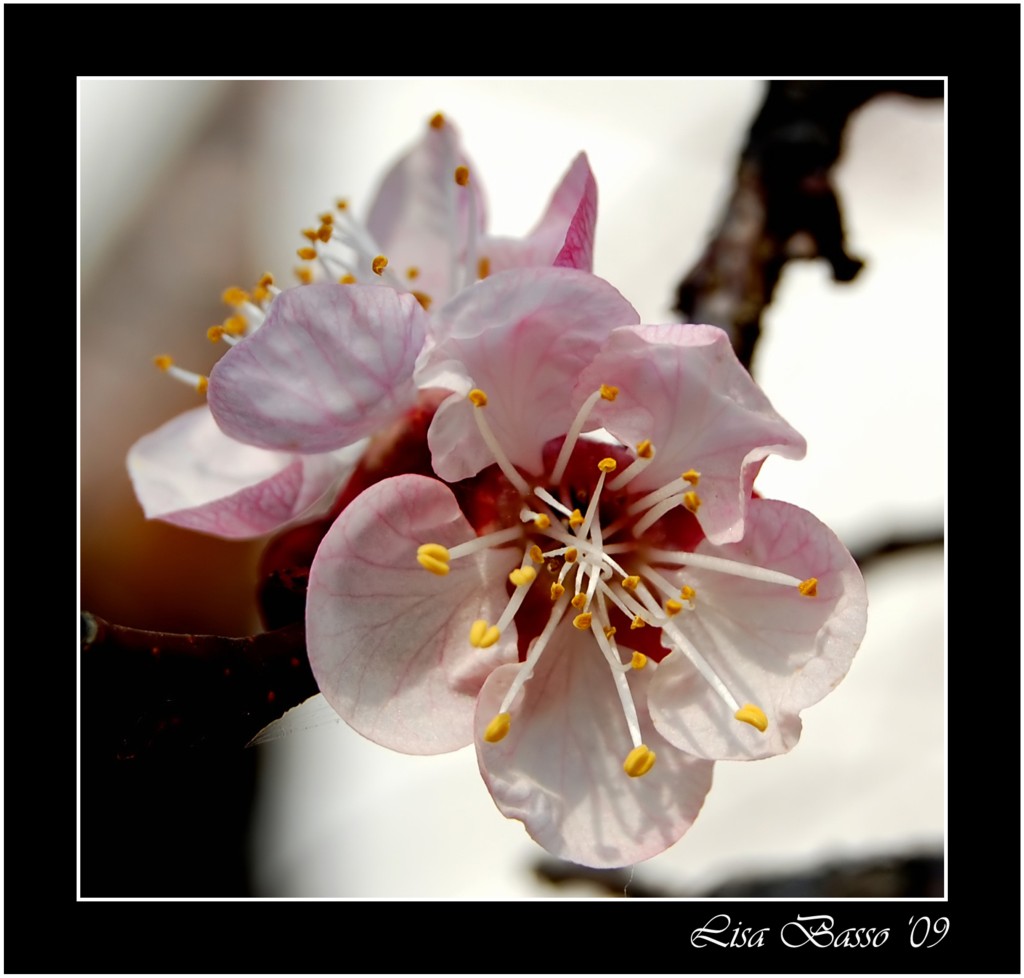 diventer� albicocca