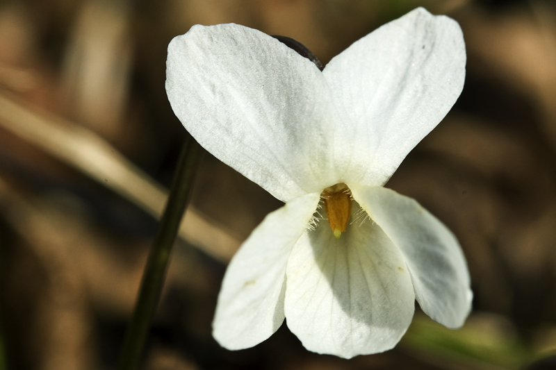 Viola ?????? silvestre