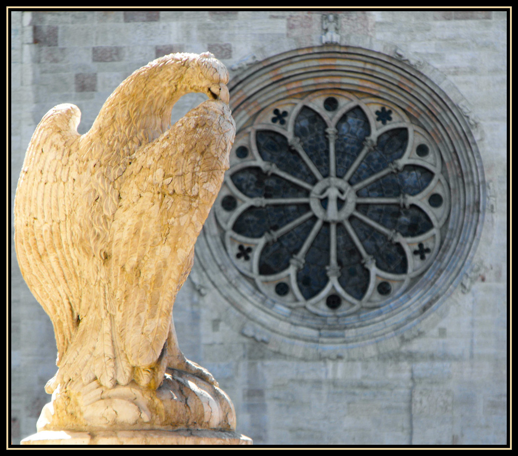 riproposta dell'aquila...