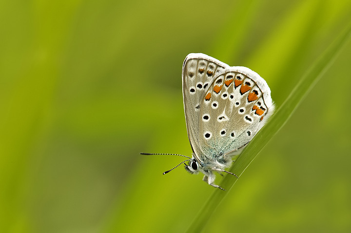 Polyommatus icarus