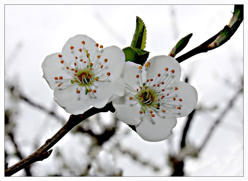 gioia e felicit�...