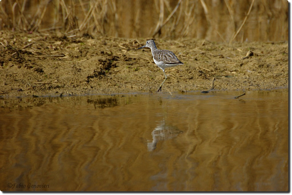 Fra mille difficolt�