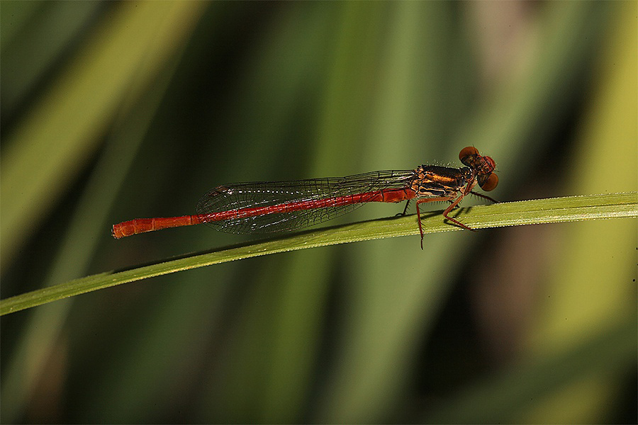 La mia prima Dama....