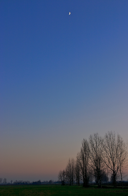 La luna e i pioppi