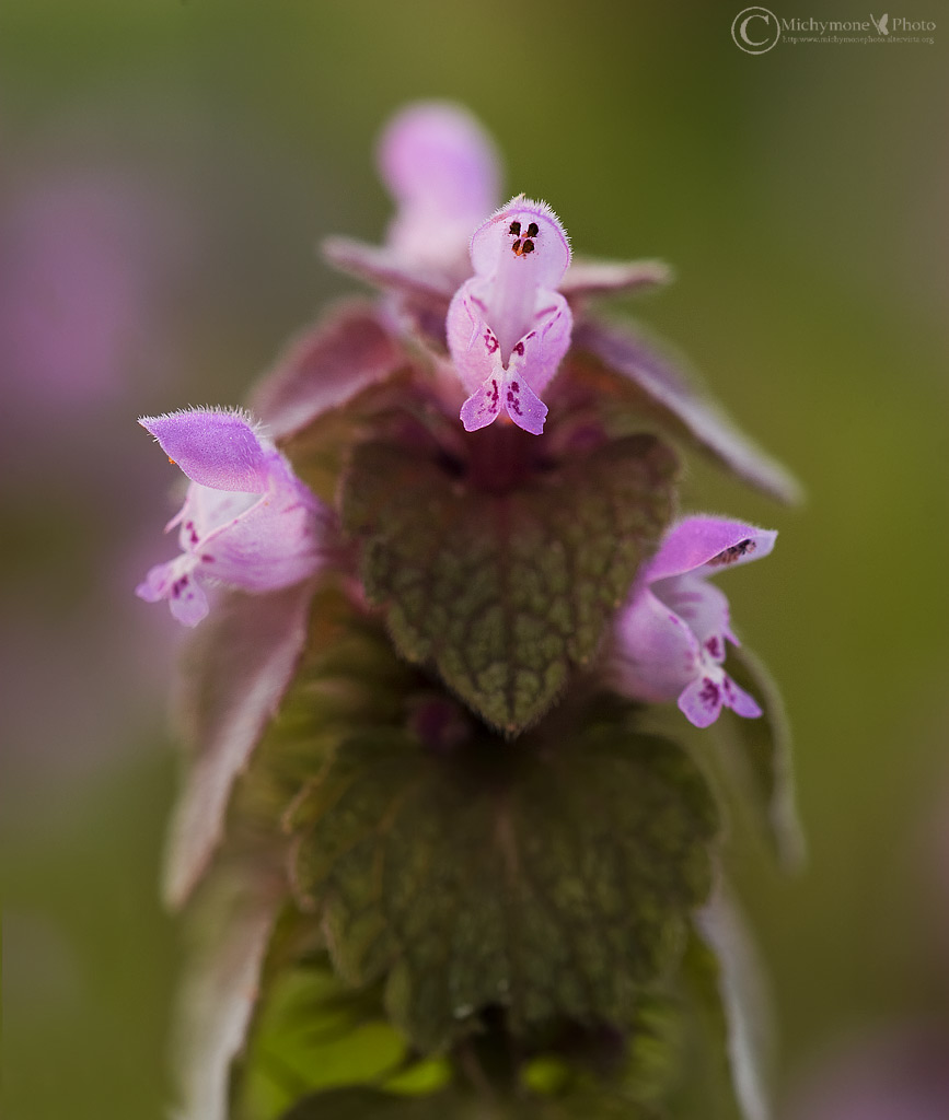 ....bellezze nascoste dei campi