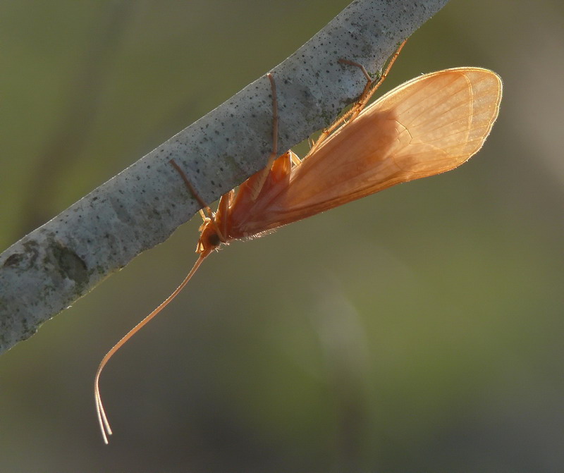 Crisopa in controluce