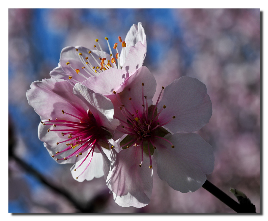 "Fiori rosa, fiori di pesco"