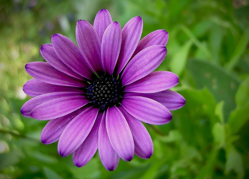 esplosione di primavera...