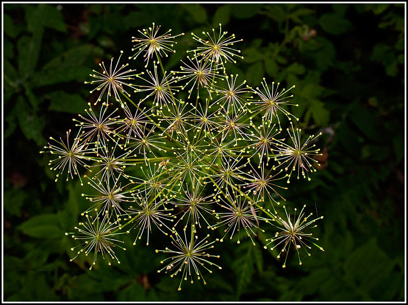 Sembra un fuoco d'artificio