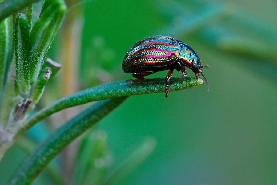 Coleottero su rosmarino
