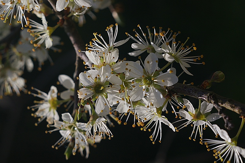 fiorellini di primavera