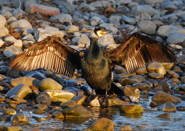 Cormorano al tramonto