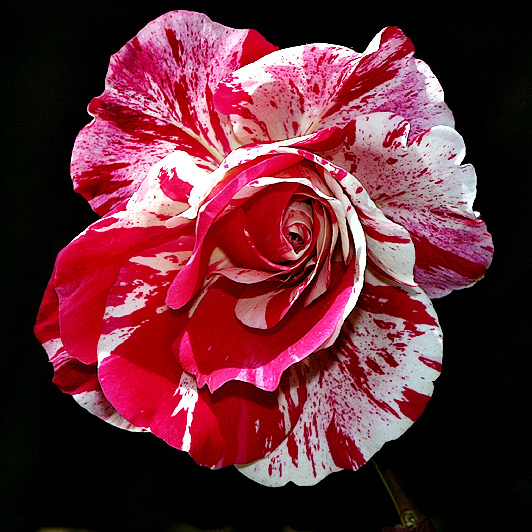 Rosa Rinascimento