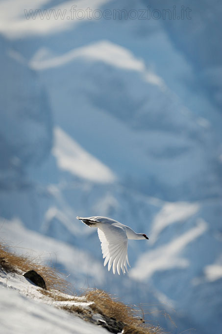 Pernice Bianca in Volo