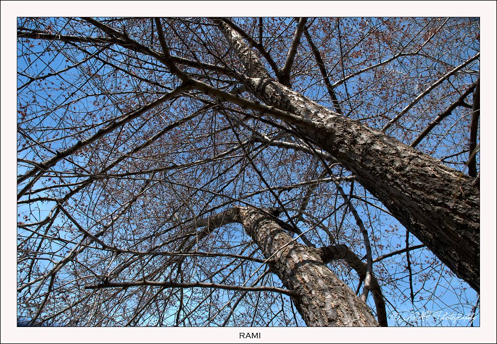 Rami (riveduta e corretta....spero!!!)