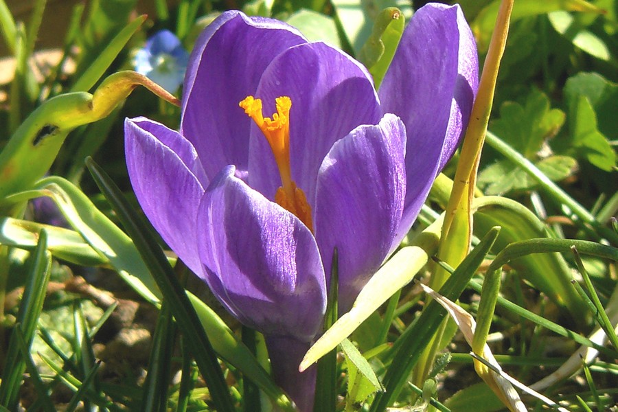 Ennesimo crocus