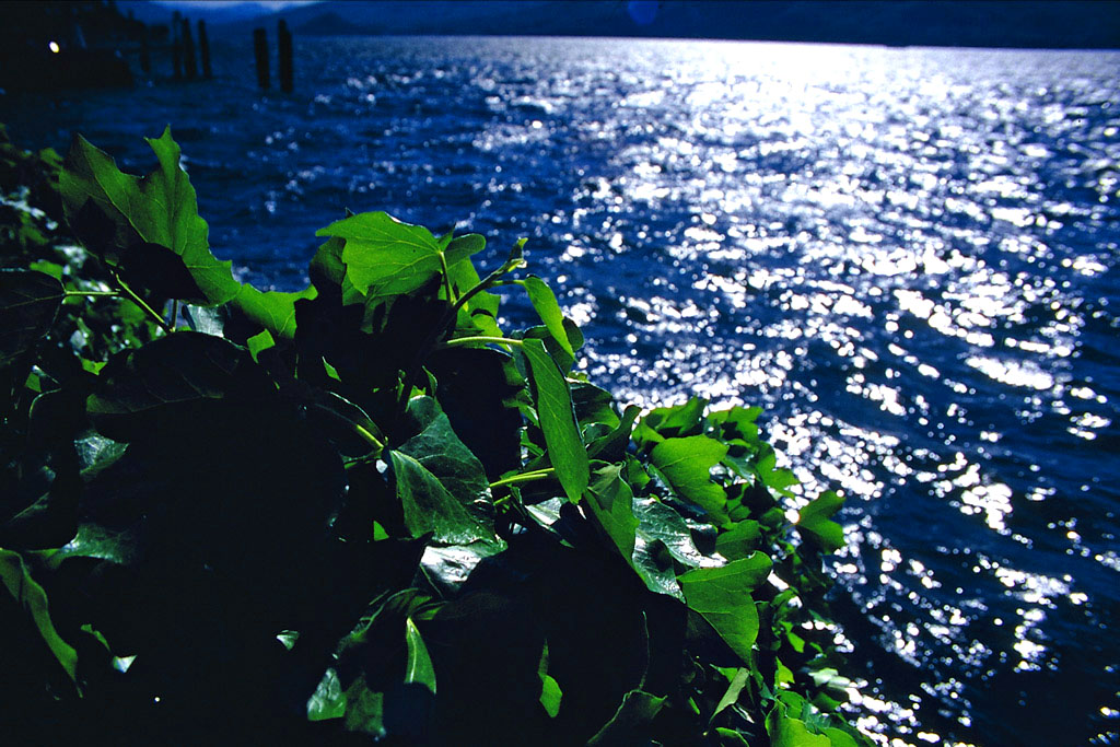 Verde brillante a lago