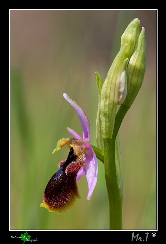 Ophrys lunulata