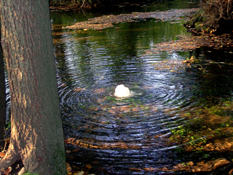 22 111008  La sorgente... nel boschetto