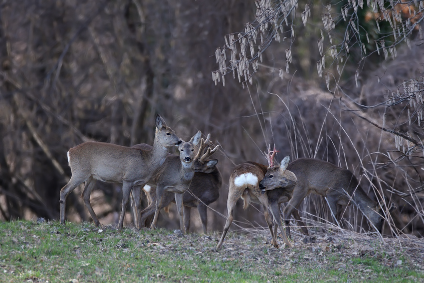 Una Bella Spulciata ^_^