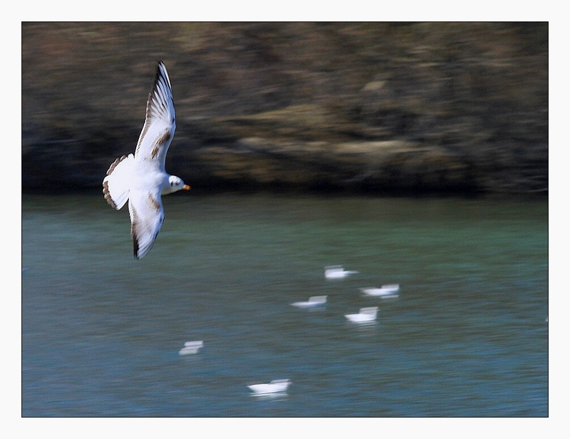 gabbiano in...virata