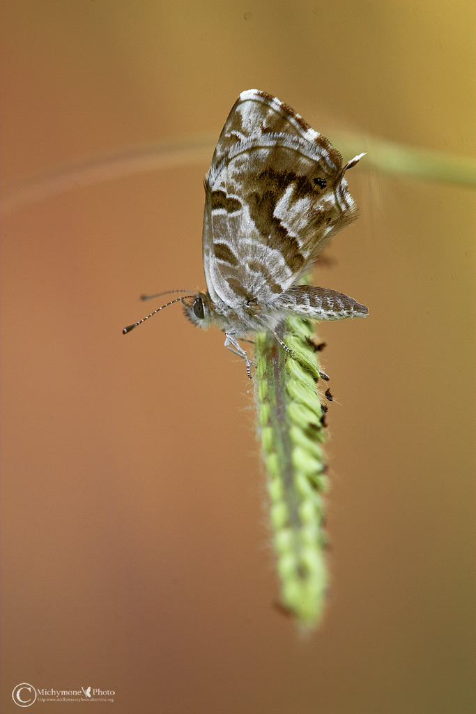 farfalla pronta al salto