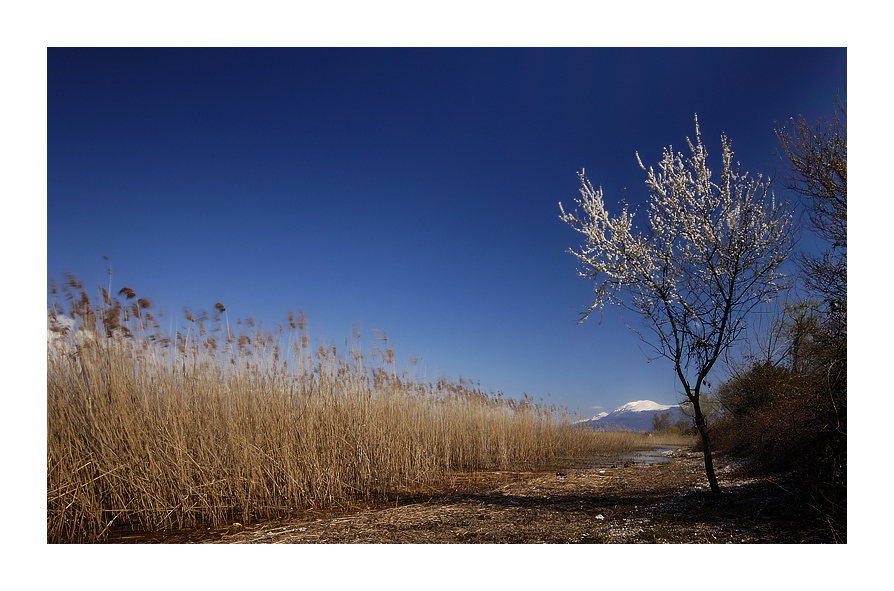La neve si scioglie...fiori di pruno