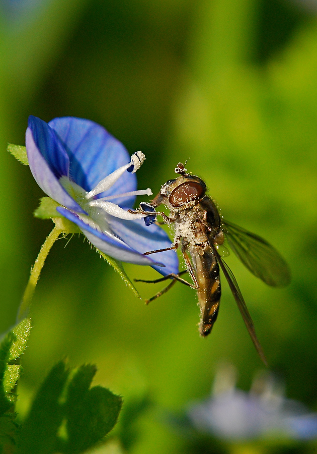 La prima Lul� della stagione