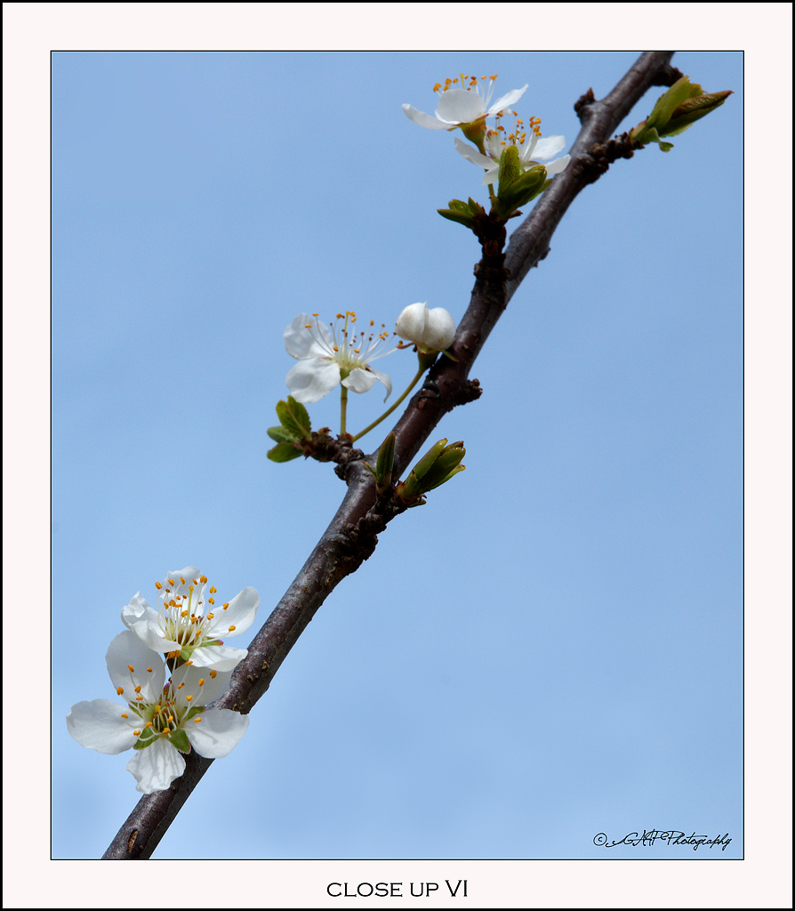 Close up VI