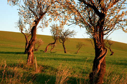 composizione di alberi