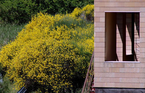 architettura e ginestre