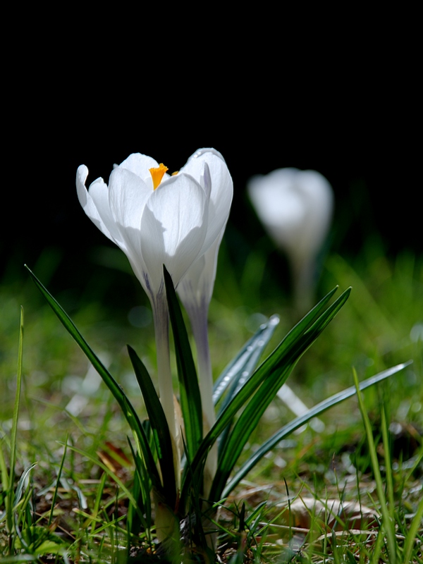 Crocus