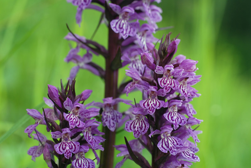 Dactylorhiza