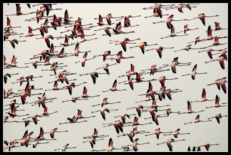 Il mucchio selvaggio