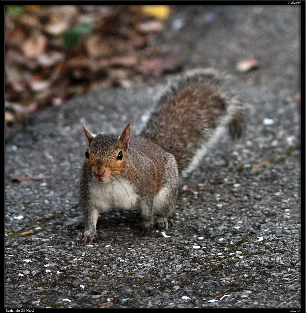 Scoiattolo 02