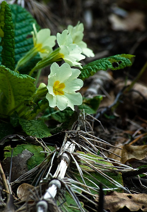 prime primule... di stagione