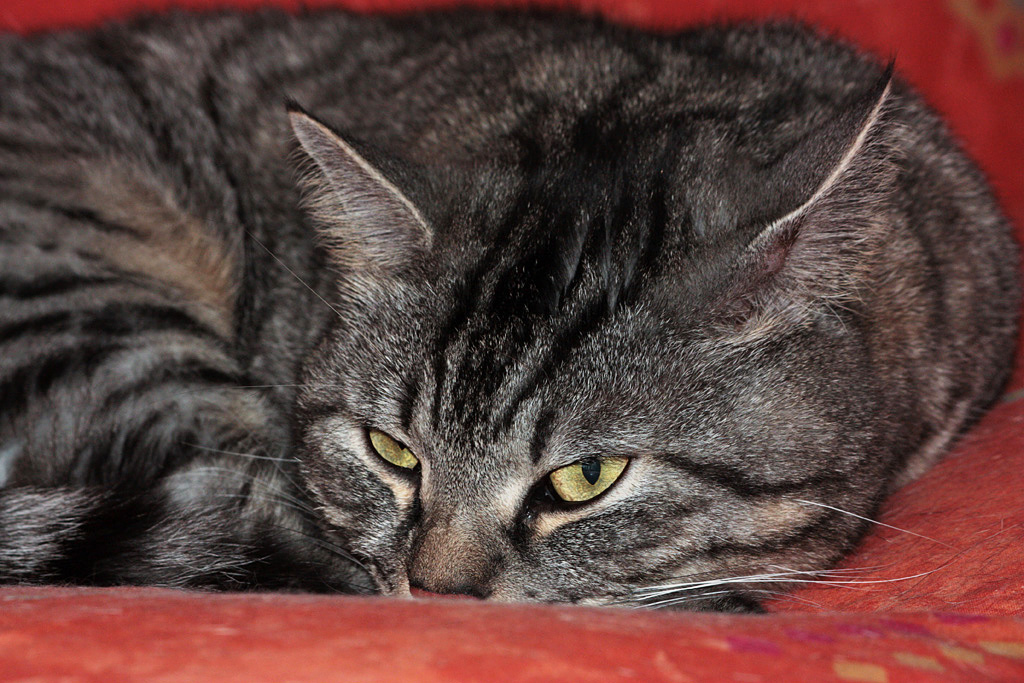 fuori piove, perch� dovrei muovermi?