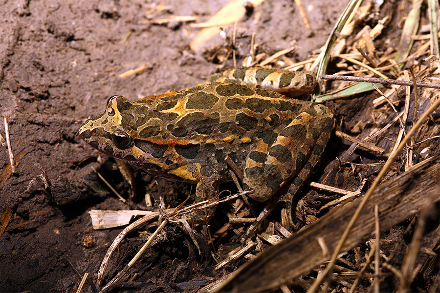 Pacioccona atto II�