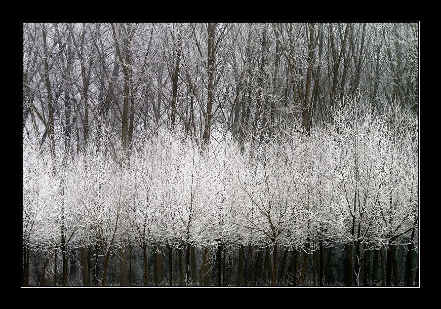 Infiorescenze invernali