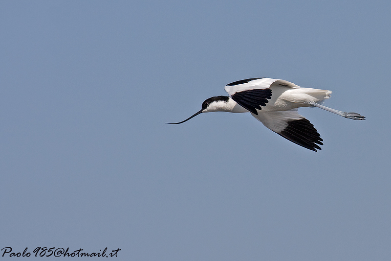 Avocetta in volo
