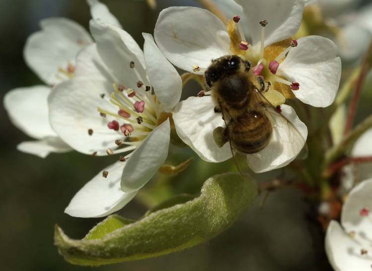 impollinatore al lavoro