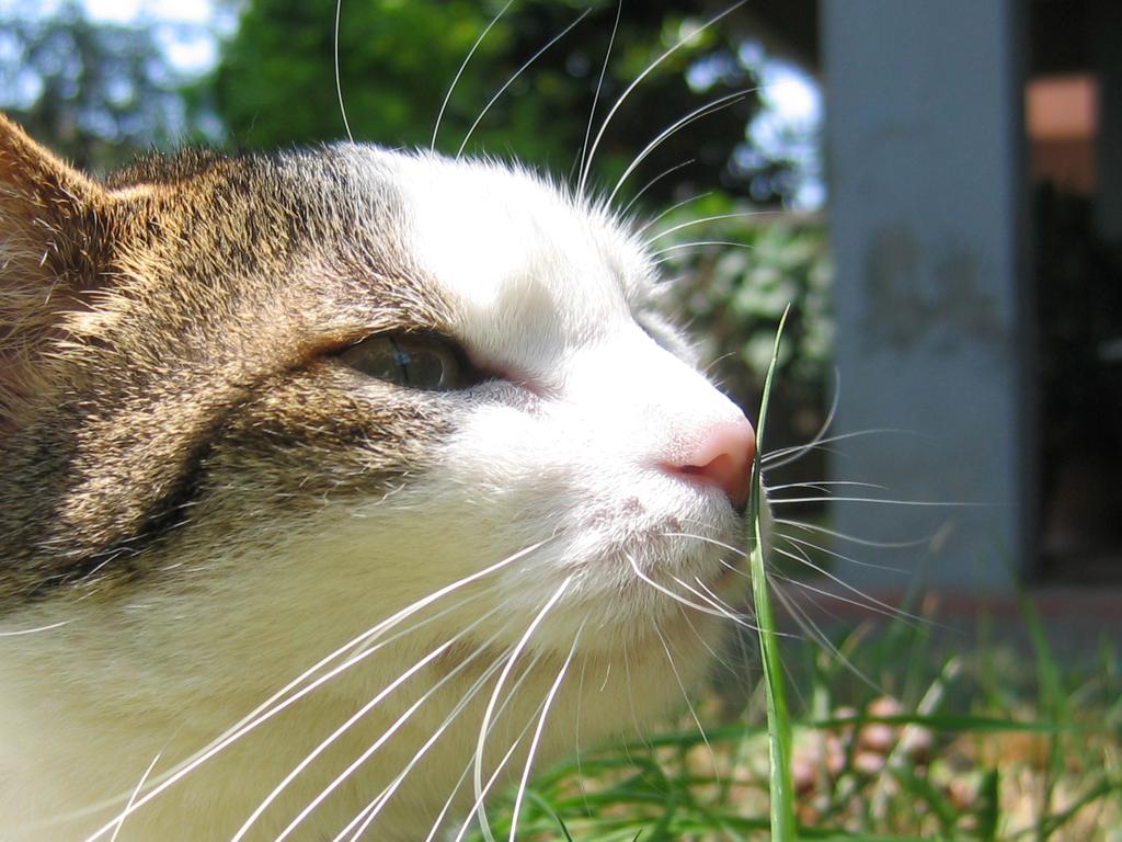 La migliore compagna, in giardino!