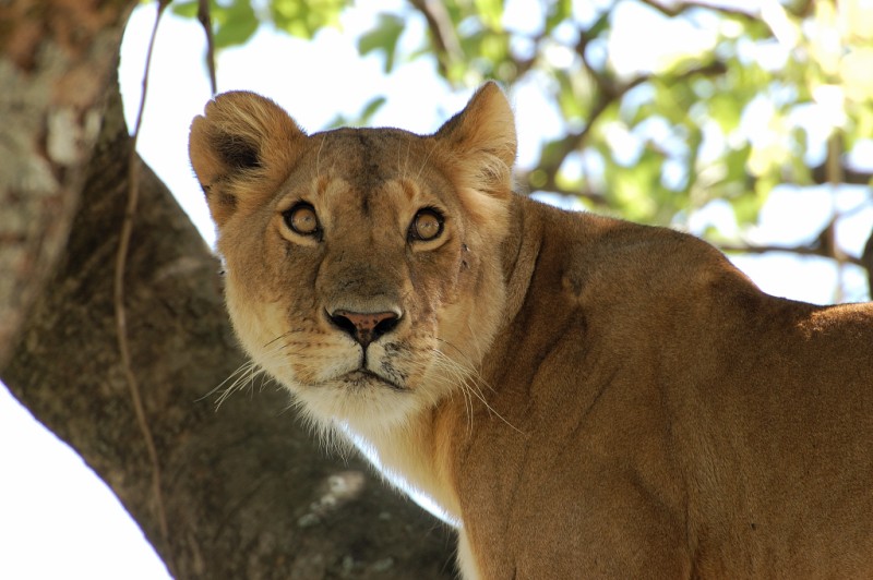 Leonessa su albero