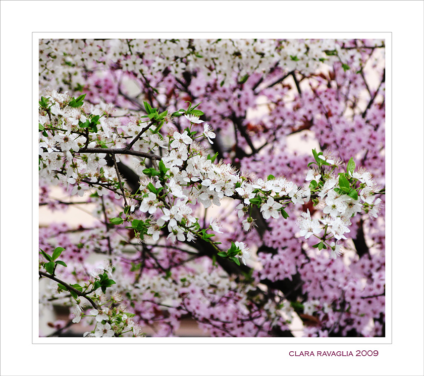 Un abbraccio....in bianco e rosa