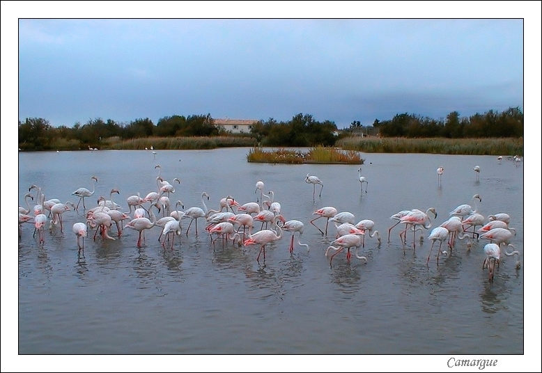 fenicotteri della camargue