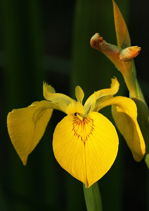 Unaluce nel bosco...