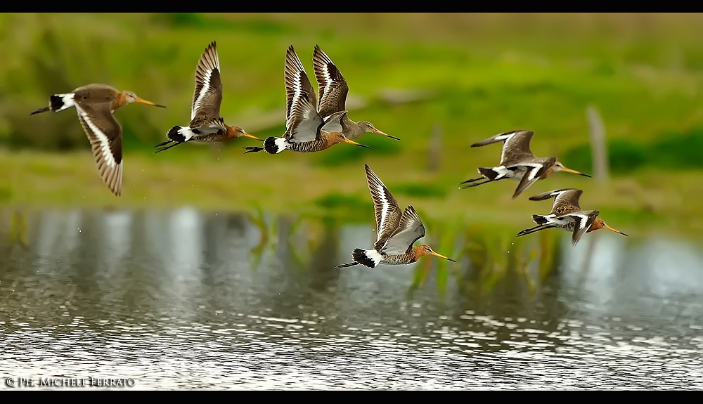 Pittime reali in volo 1