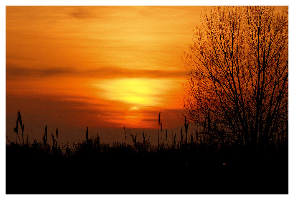 Tramonto tra il canneto