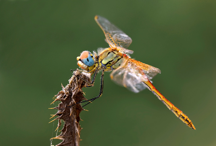 Libellula