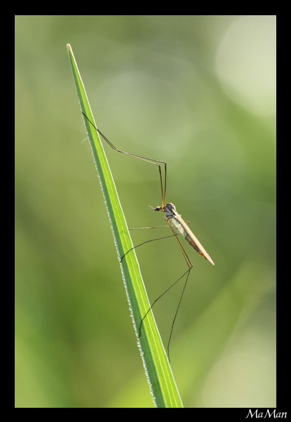 Tipula Oleracea